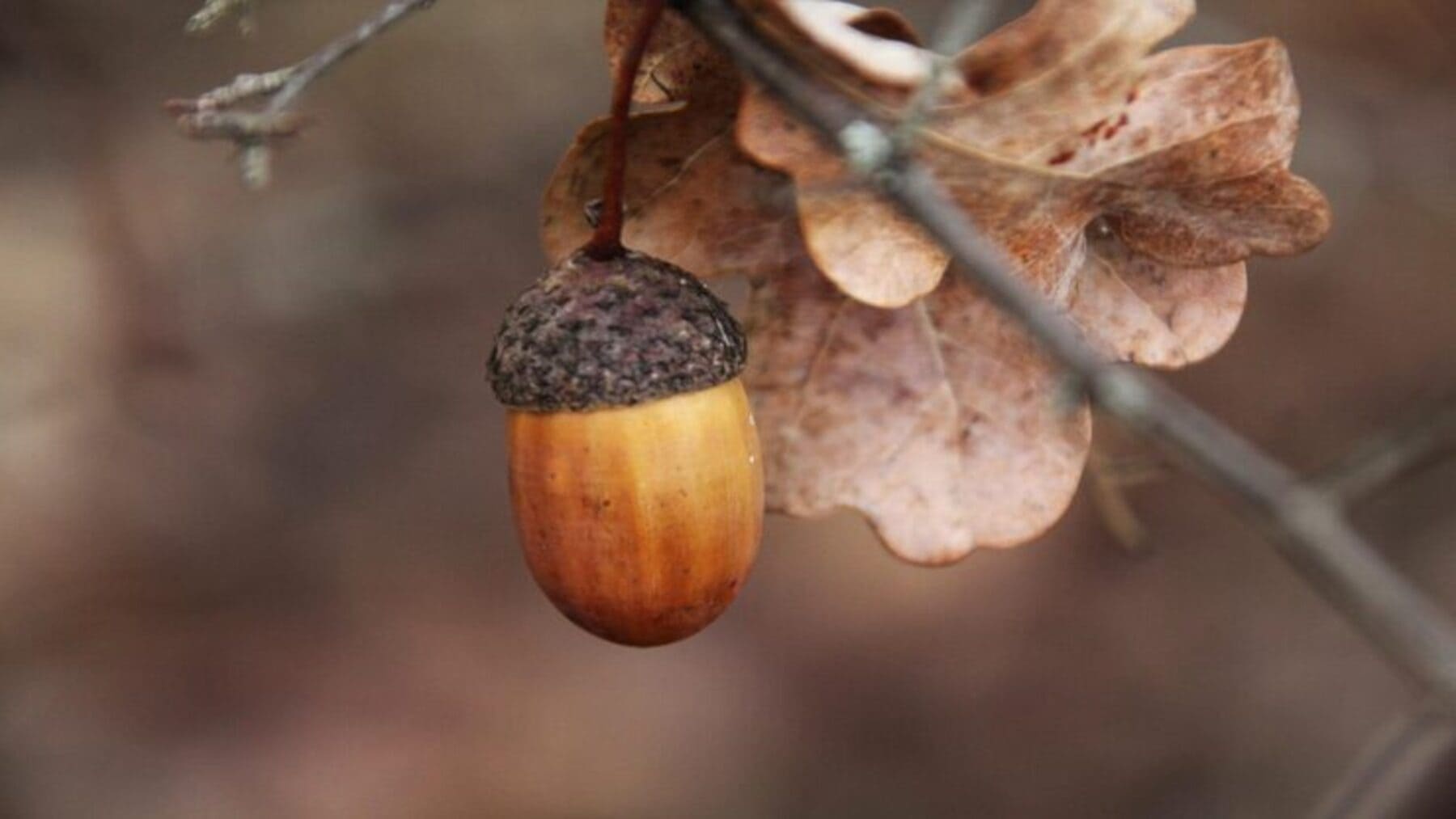 Frutos silvestres utilizados en el proyecto Plantas Olvidadas para bioeconomía rural