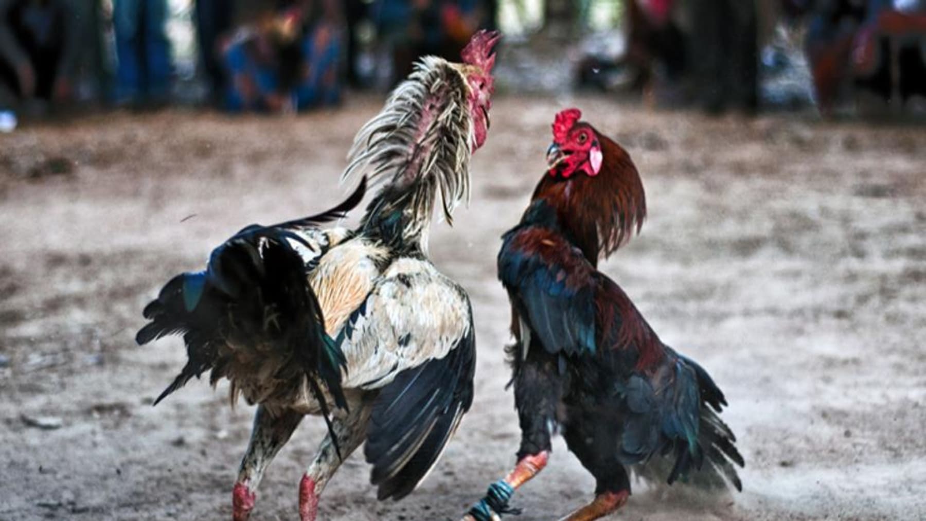 Maltrato a gallos de pelea investigado en Caravaca