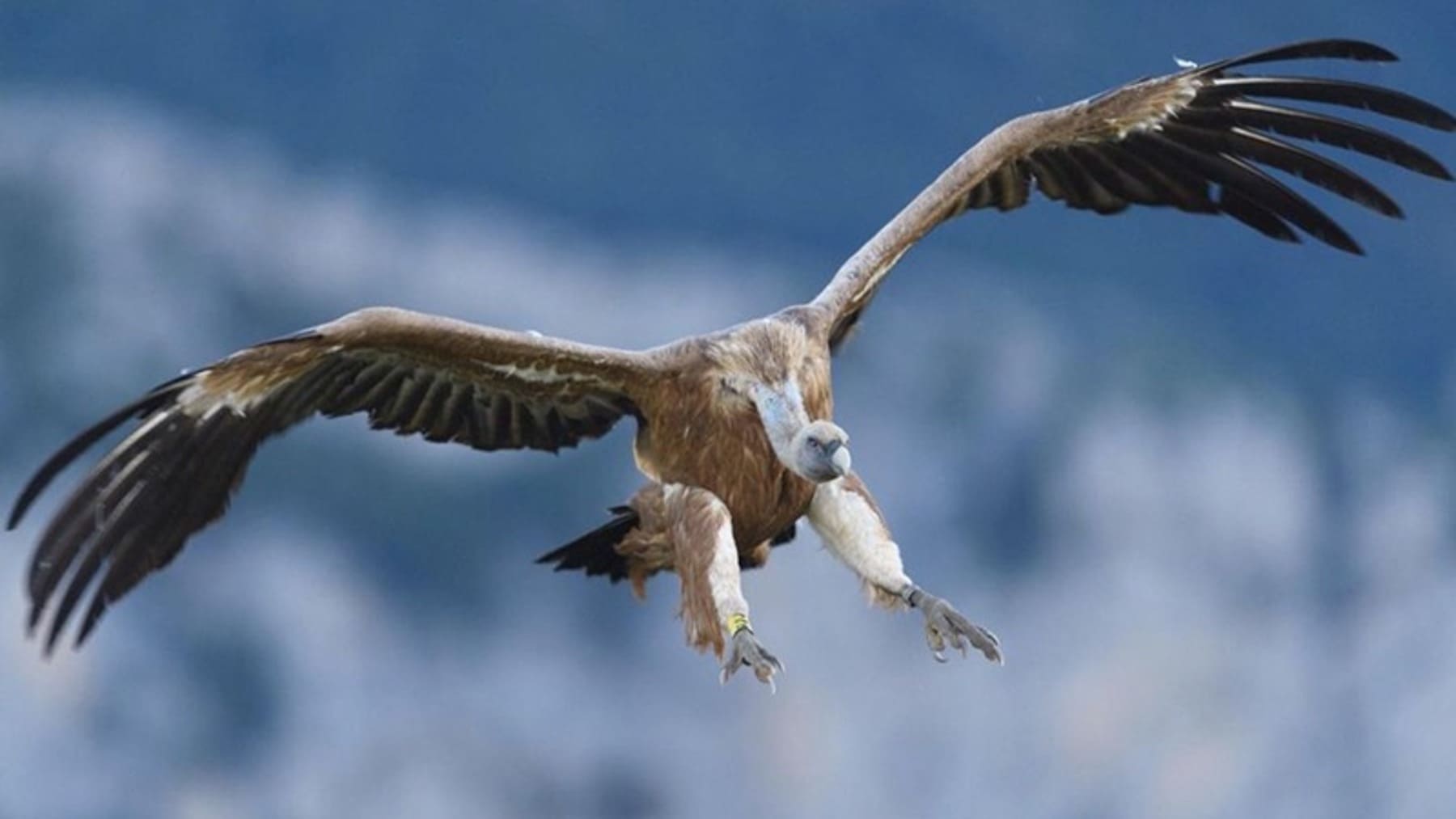 Ganadería extensiva y conservación del buitre leonado como base alimentaria