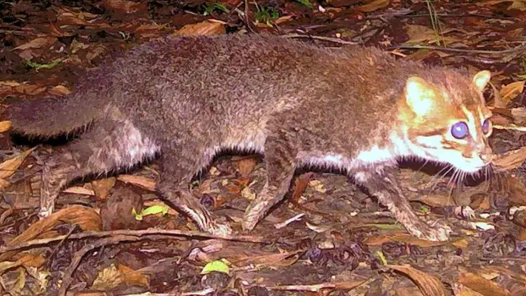 Gato de cabeza plana captado de noche por una cámara trampa caminando sobre hojas en el suelo del bosque