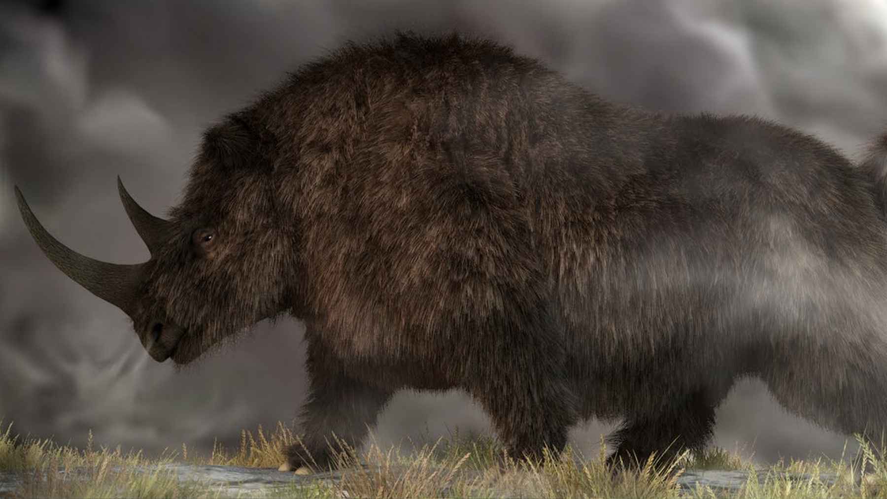 Recreación de un rinoceronte lanudo de la Edad de Hielo