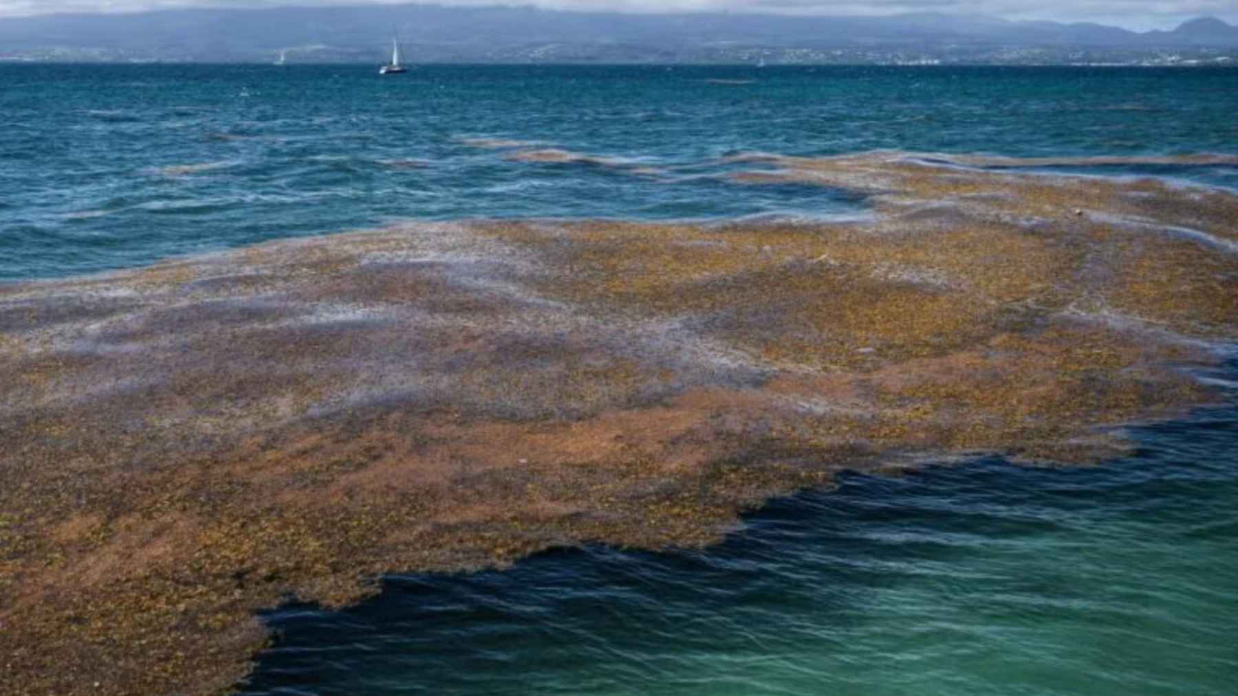 Manta de sargazo flotando en el océano Atlántico