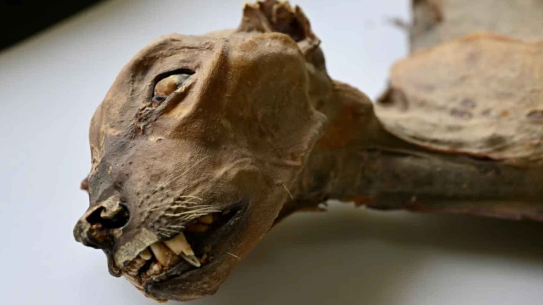 Guepardo momificado hallado en una cueva del norte de Arabia Saudita con tejidos aún conservados