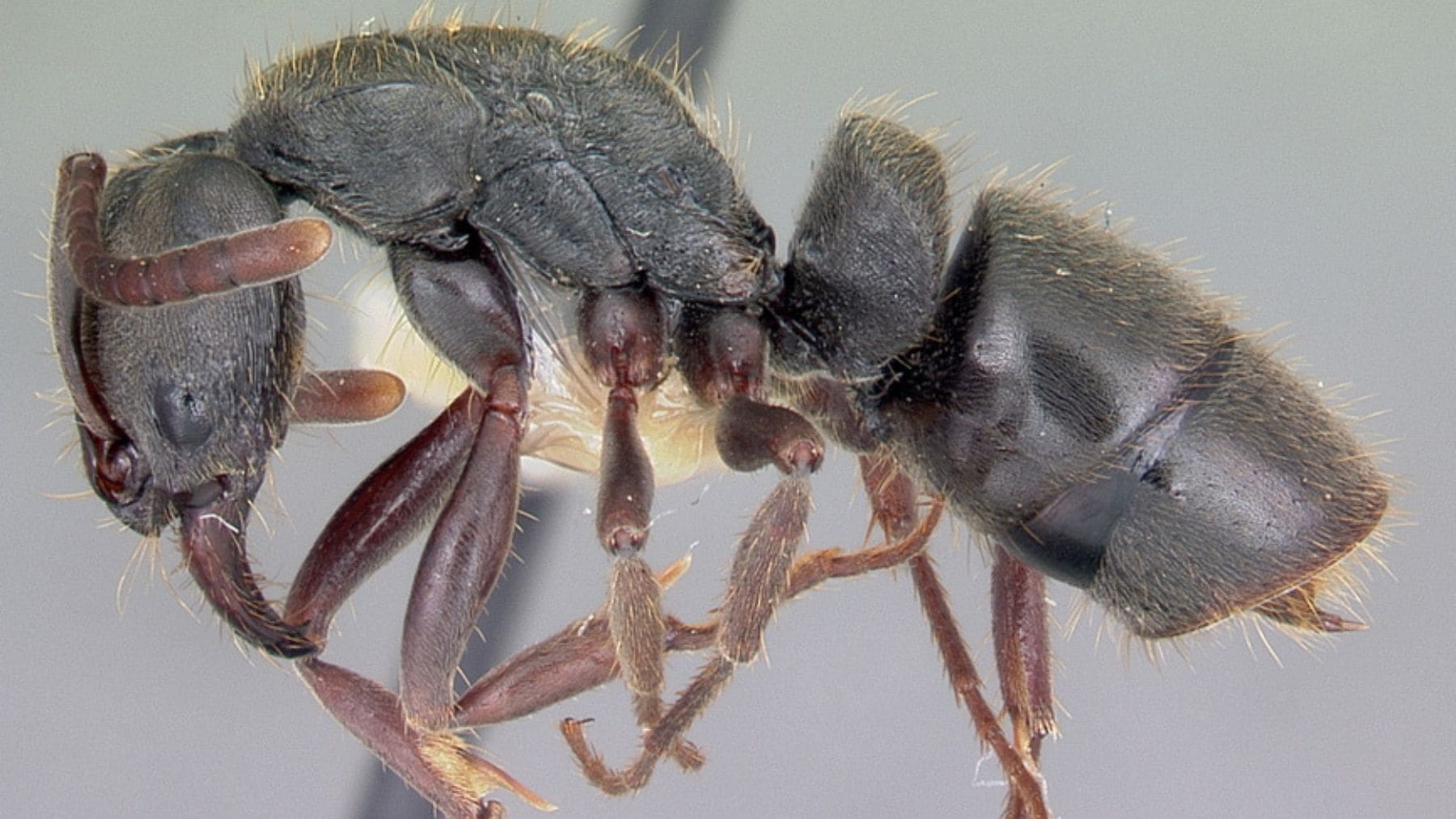 Hormiga productora de compuestos antimicrobianos estudiados contra bacterias y hongos resistentes.