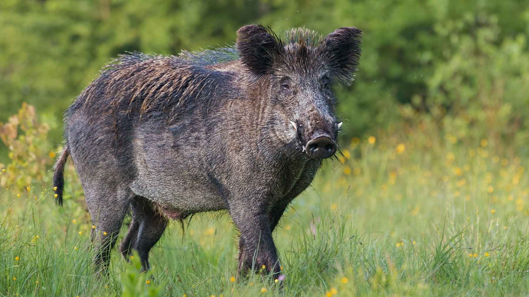 Jabalí adulto en un prado, una especie que causa daños en cultivos en verano y otoño