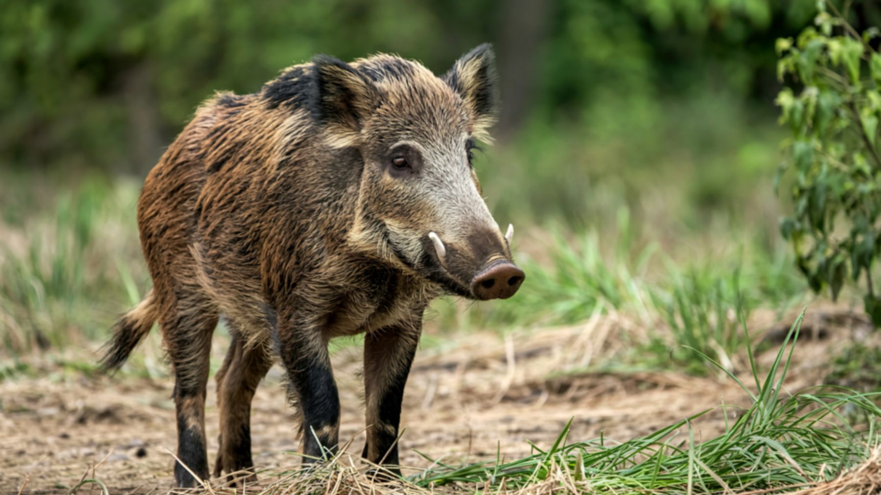 Jabalí en entorno natural relacionado con el estudio genético sobre diferencias entre poblaciones urbanas y rurales,