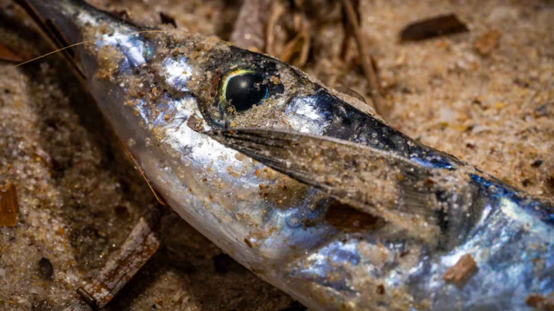 Pez muerto en la arena tras una floración de algas tóxicas en Australia del Sur