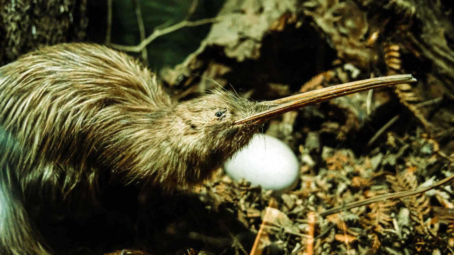 Kiwi moteado (roroa) junto a su huevo en el suelo del bosque