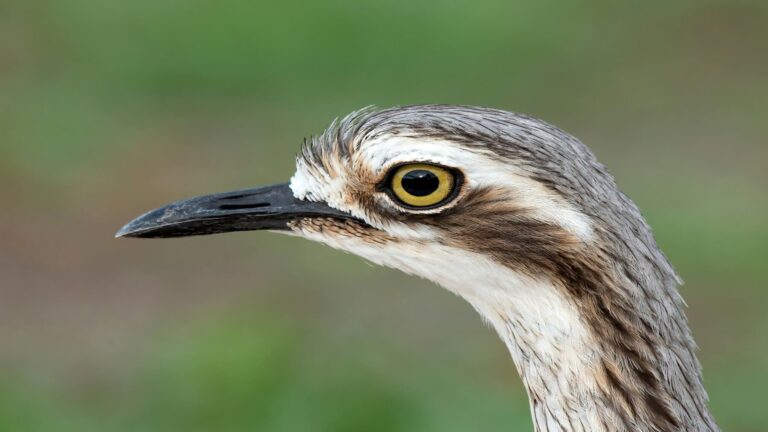 Detalle microscópico de la retina de las aves sin oxígeno y su estructura celular
