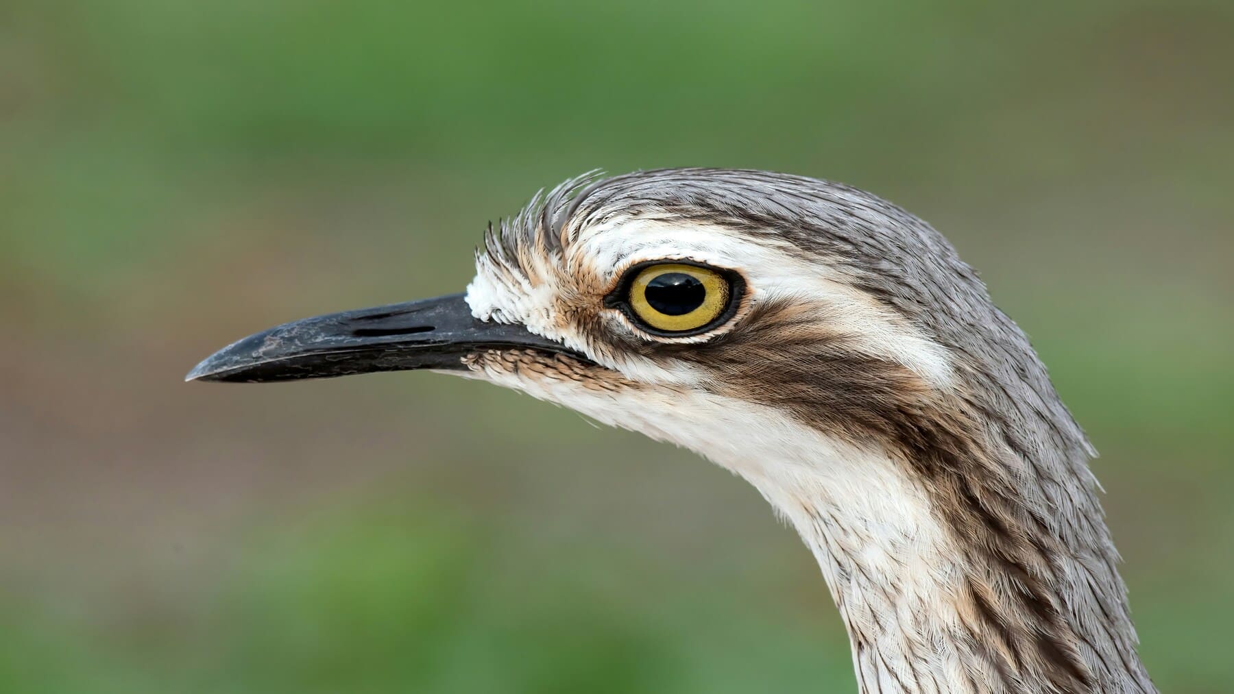Detalle microscópico de la retina de las aves sin oxígeno y su estructura celular