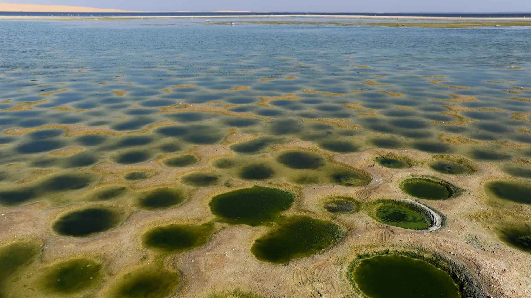 Lago Qarun en Egipto con agua salina y formaciones verdes en su superficie debido a la evaporación y la contaminación