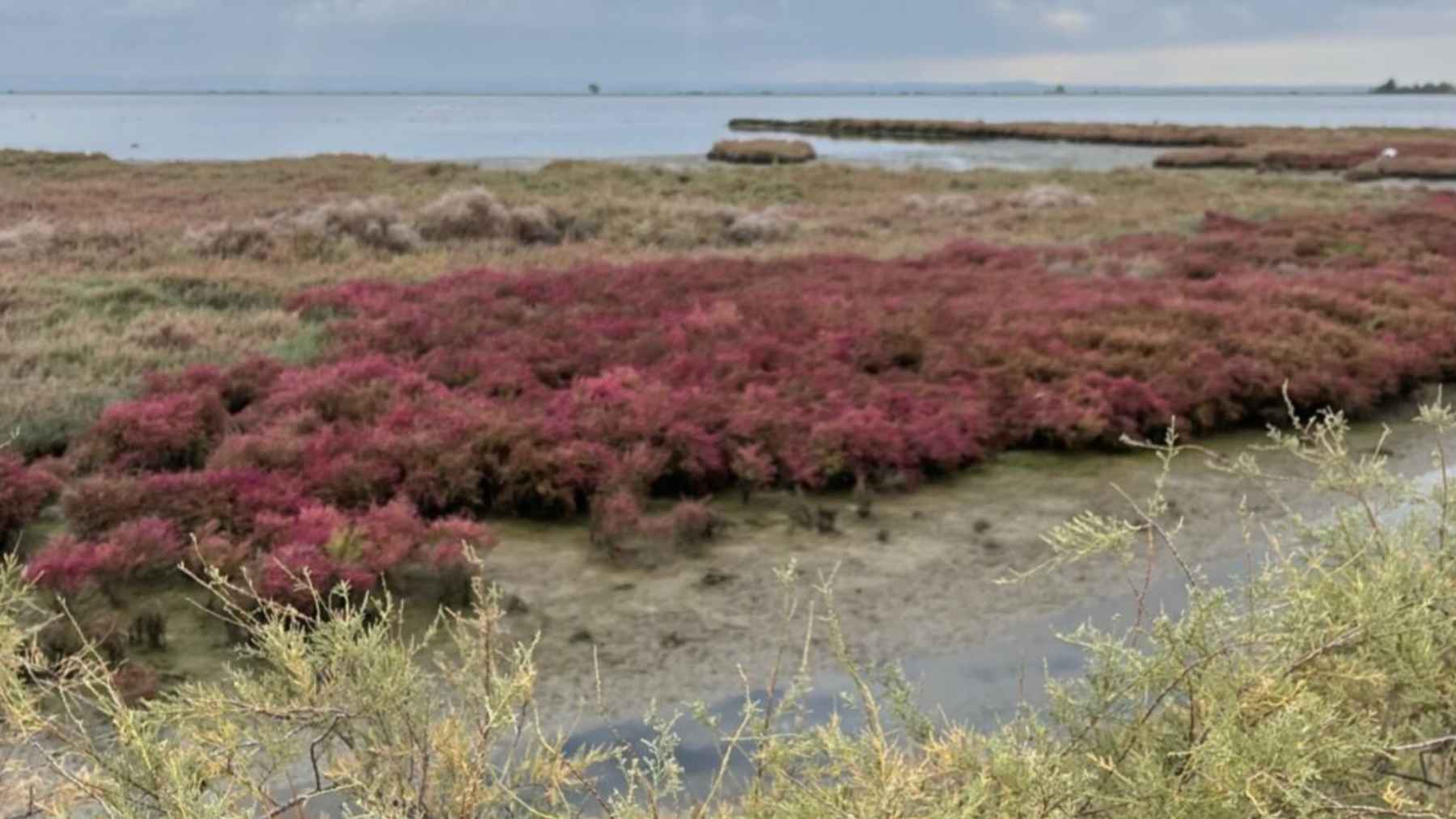 Praderas de salicornia roja en la laguna de Kalochori, humedal del delta del Axios (Tesalónica), bajo cielo nublado