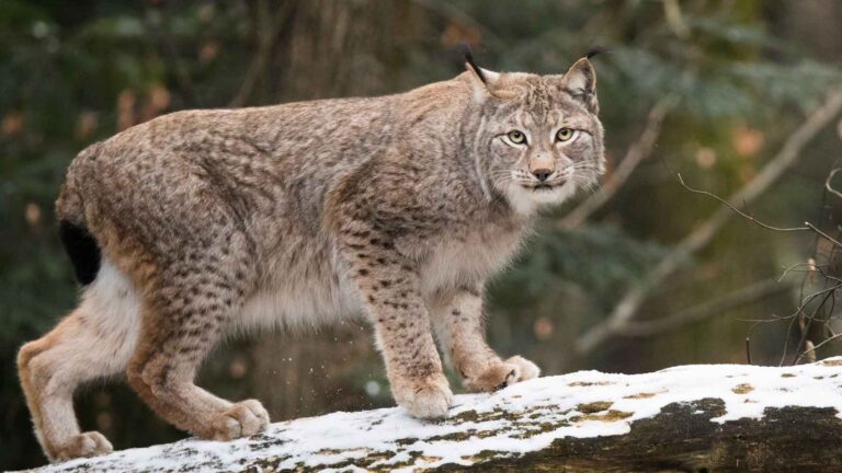 Lince boreal (Lynx lynx) sobre un tronco con nieve en un bosque
