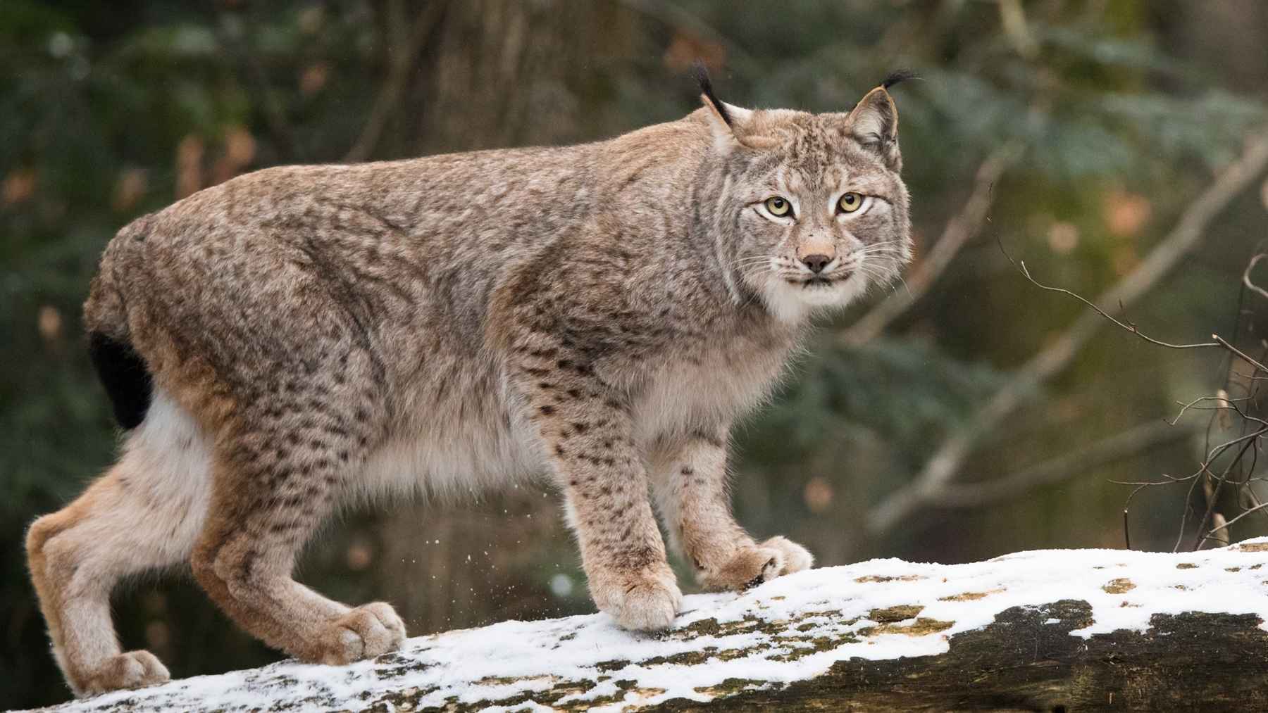 Lince boreal (Lynx lynx) sobre un tronco con nieve en un bosque