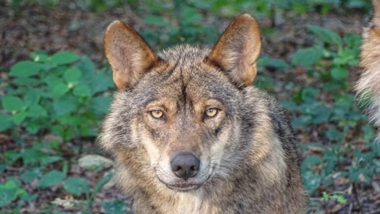 Caza del lobo en Cantabria afecta a cachorros