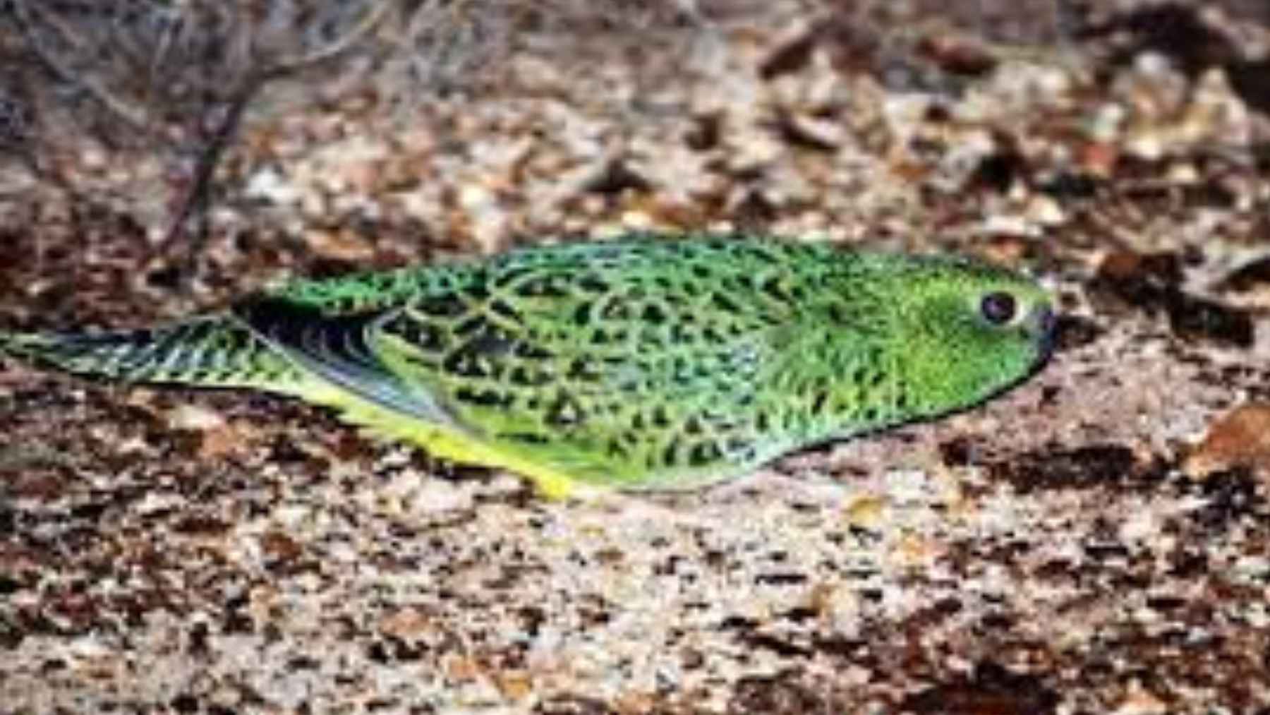 Loro nocturno (Pezoporus occidentalis) en el desierto de Australia
