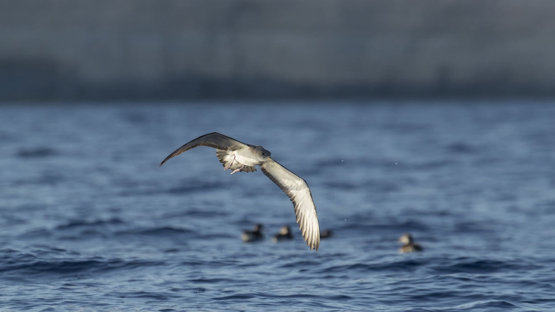 Pescadores y científicos trabajando juntos en el proyecto MARAVES para conservar aves marinas