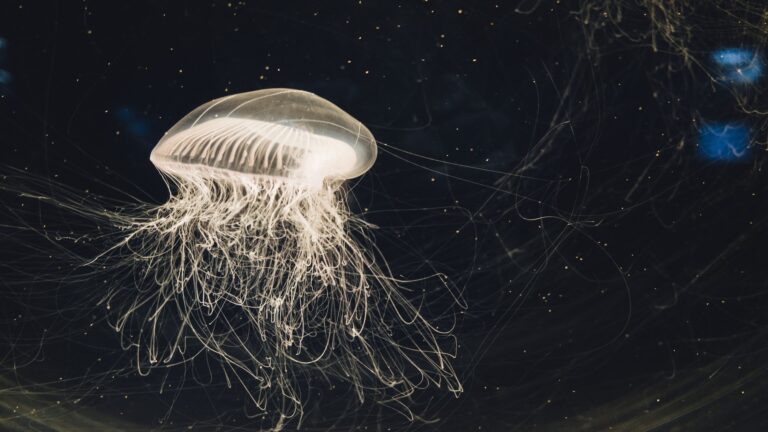 Medusa Cassiopea andromeda en estado de sueño