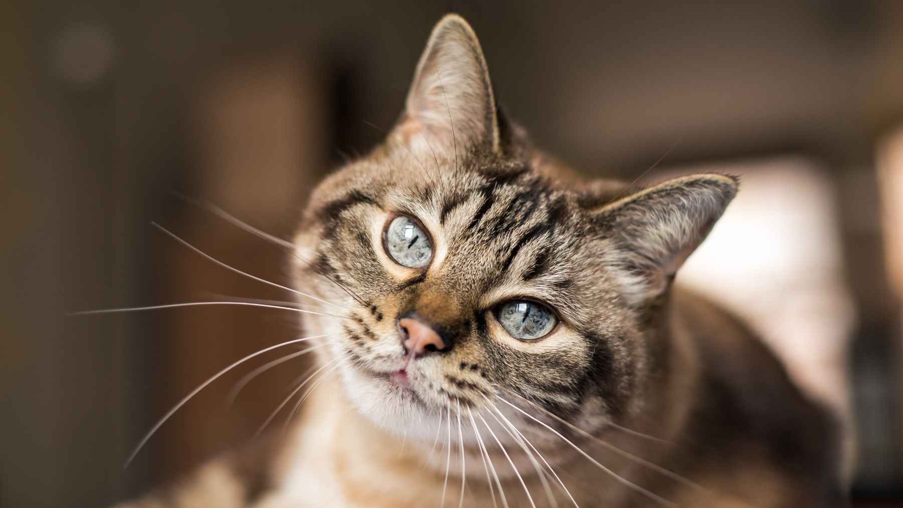 Primer plano de un gato atigrado de ojos azules en interior, mirando a cámara