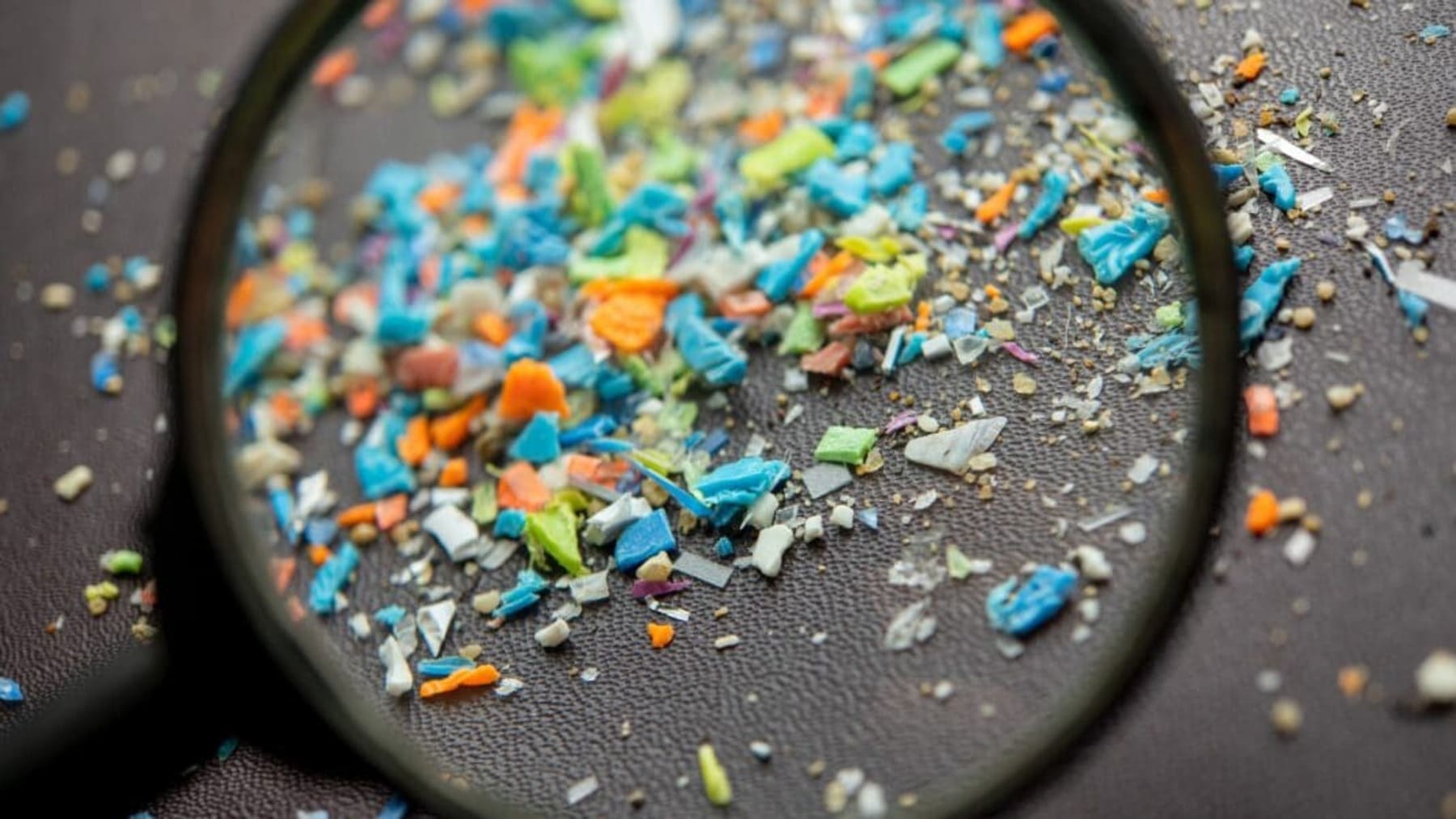 microplásticos en los océanos transportados por copépodos