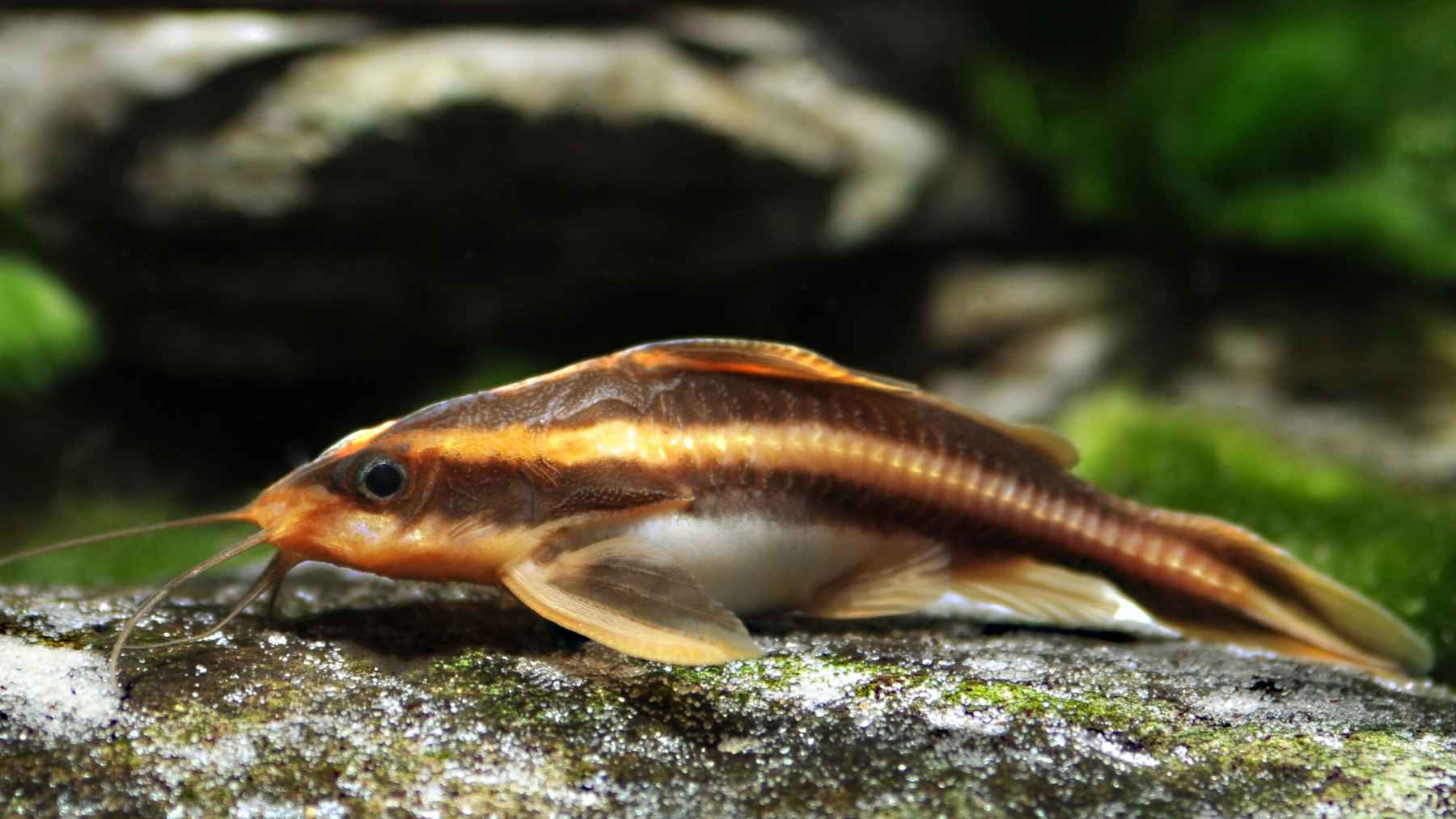 Bagre abejorro (Rhyacoglanis paranensis) sobre una roca en un río de Brasil