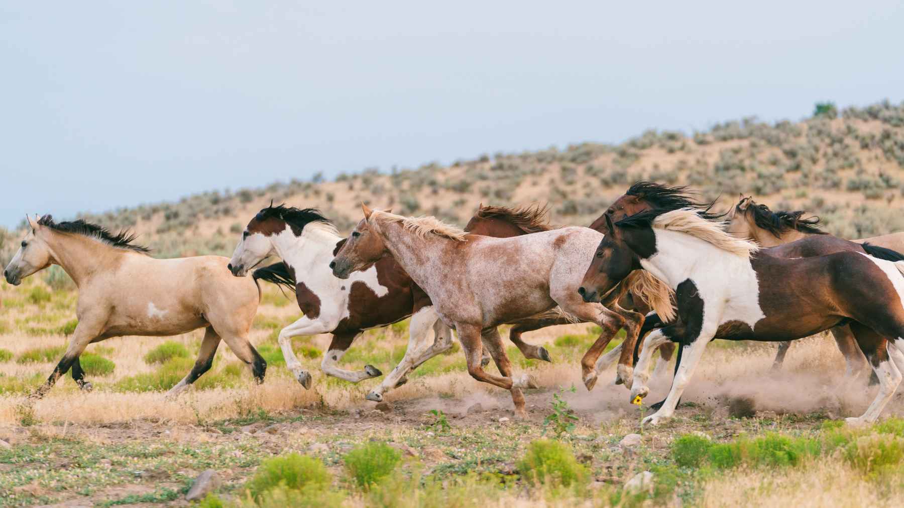Caballos salvajes corriendo en un paisaje árido, símbolo del impacto en el Parque Nacional Kosciuszko (Australia)