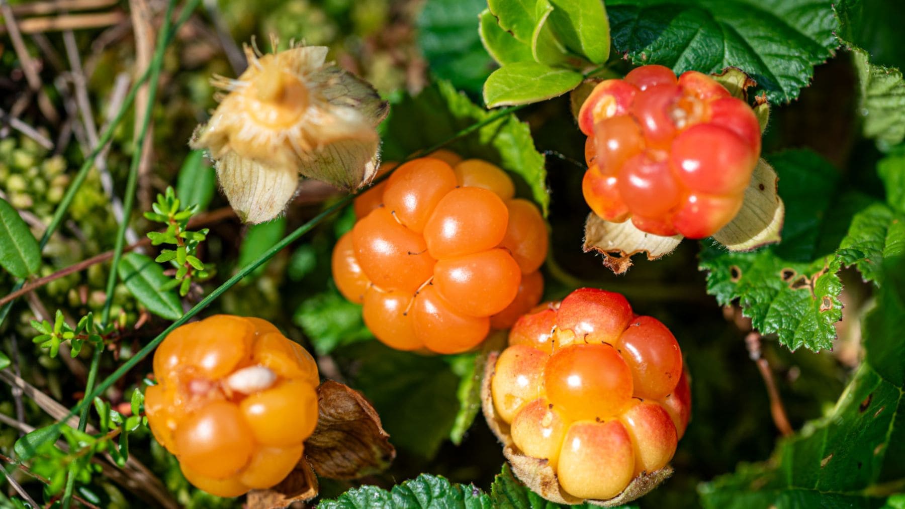 Mora de los pantanos (Rubus chamaemorus) en su hábitat natural, la planta octoploide analizada por el Earth BioGenome Project.