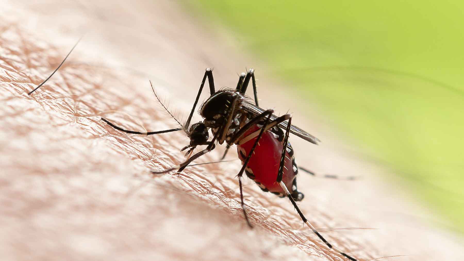 Mosquito alimentándose de sangre sobre piel humana (imagen macro) para ilustrar el uso de ADN ambiental y vigilancia de biodiversidad.