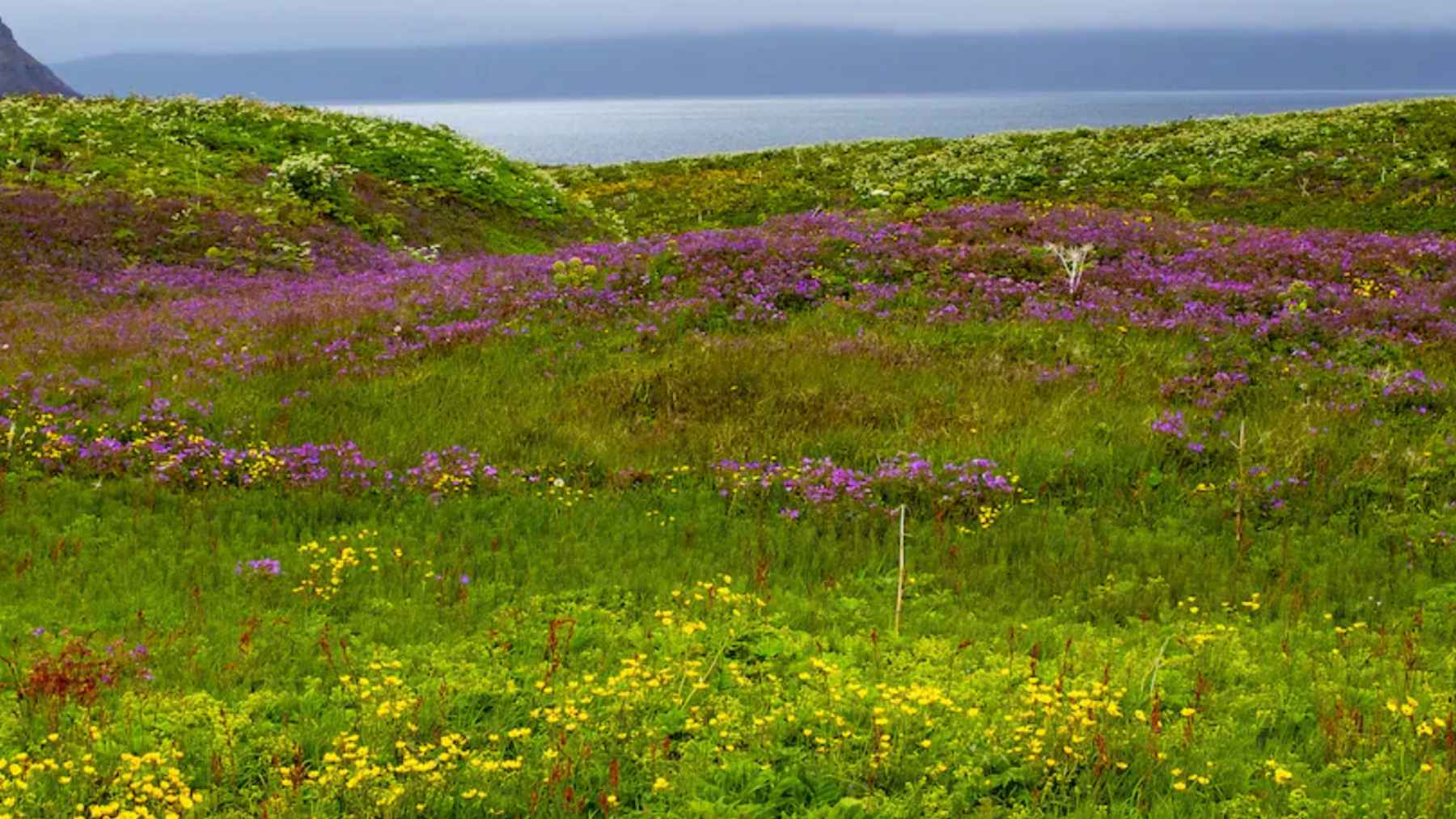 Paisaje costero de Islandia con pradera verde y flores silvestres bajo cielo nublado