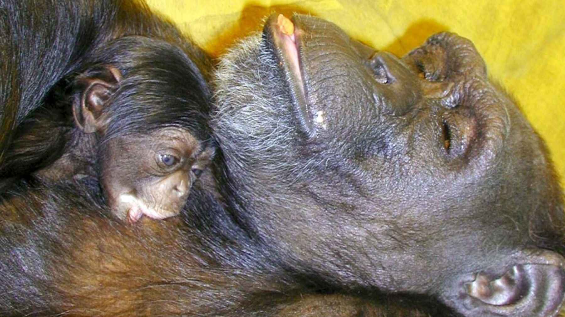 Ai (chimpancé) descansa junto a su cría (imagen asociada a los estudios de la Universidad de Kioto)