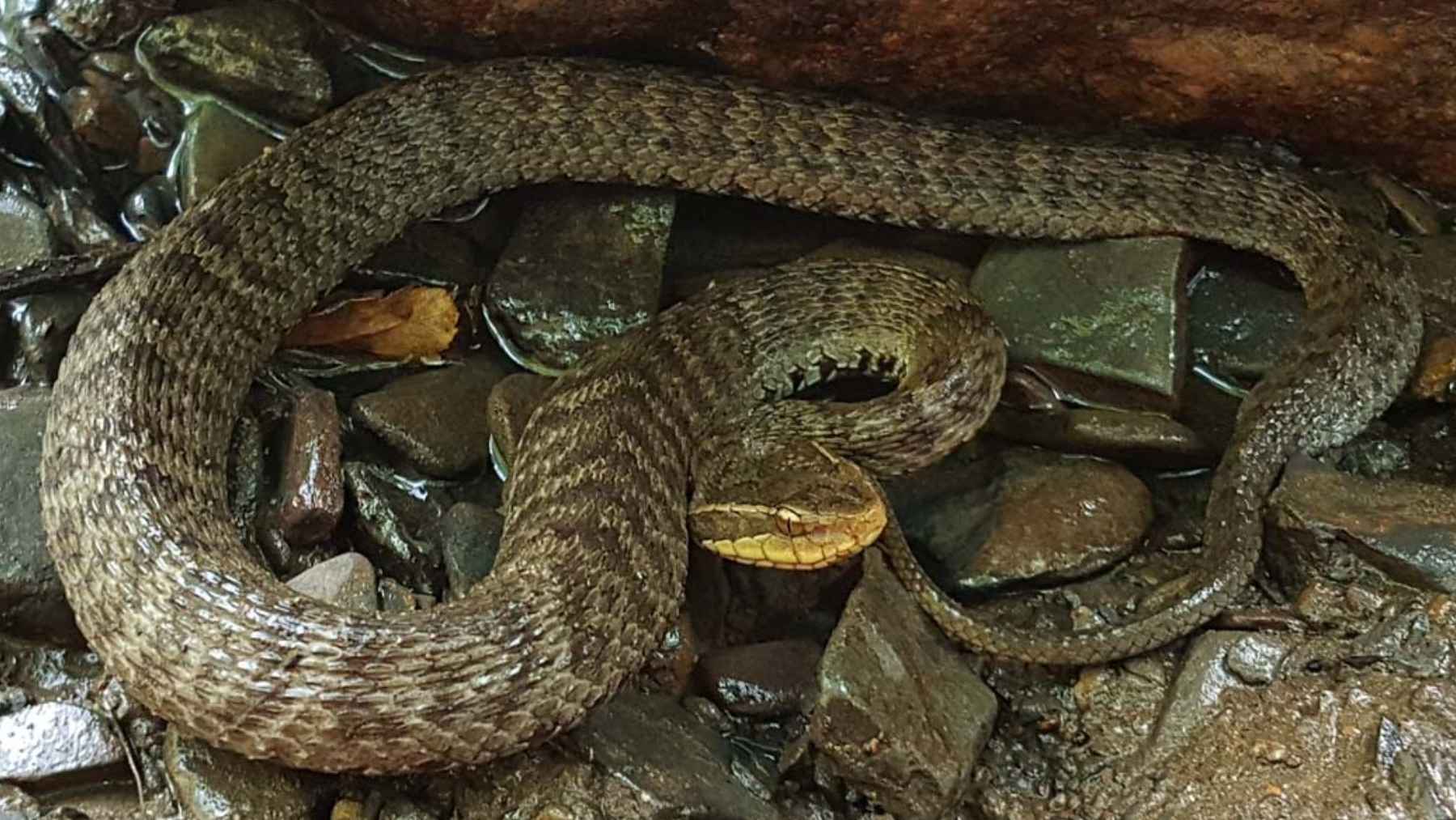 Víbora endémica descubierta en la isla de Jeju en Corea del Sur