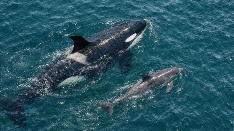 Orca y delfín nadando juntos en el océano durante una caza cooperativa de salmón Chinook frente a Vancouver