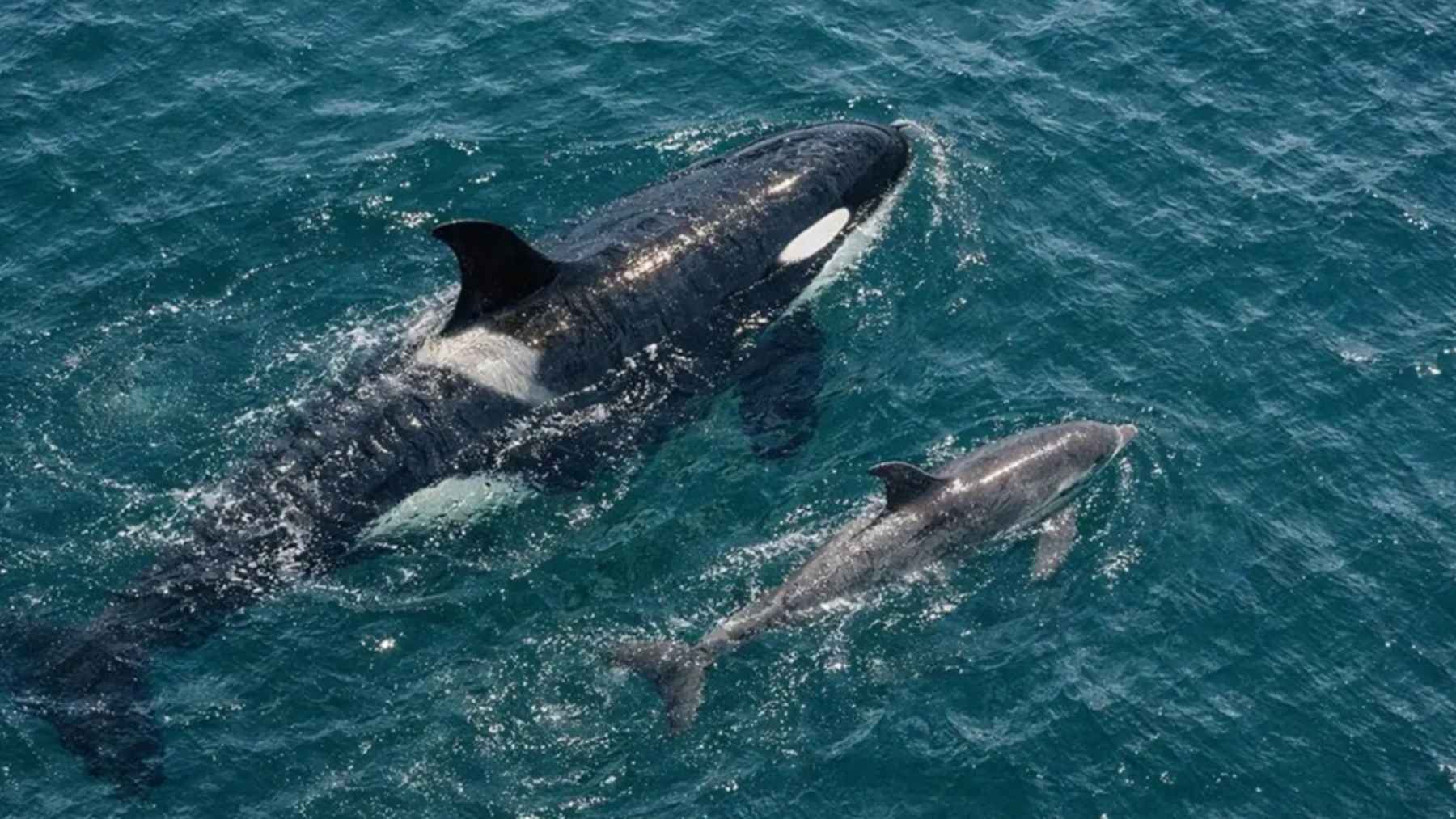 Orca y delfín nadando juntos en el océano durante una caza cooperativa de salmón Chinook frente a Vancouver
