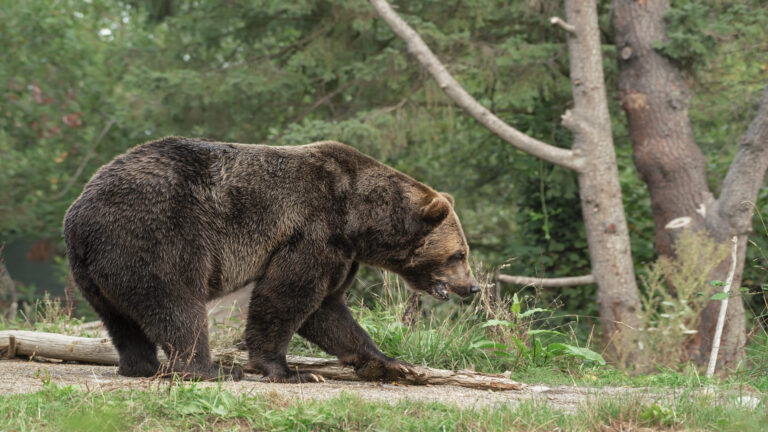 Censo genético del oso pardo cuestionado por la Comisión Europea