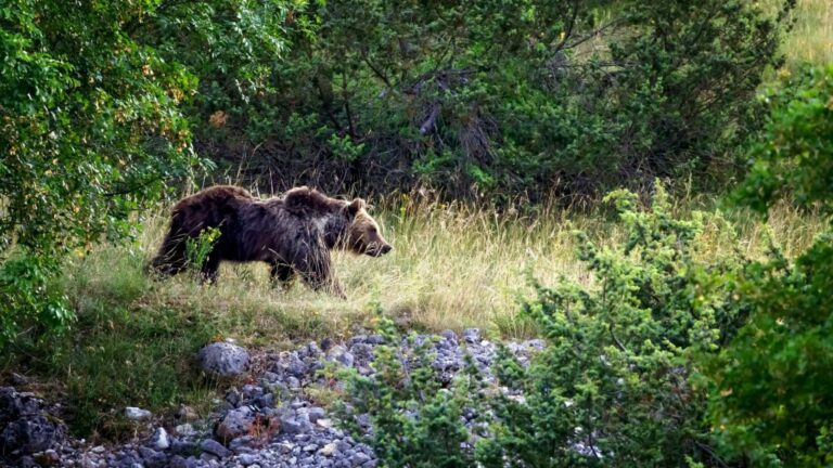 Oso pardo de los Apeninos caminando por un bosque del centro de Italia, una población más pequeña y menos agresiva.