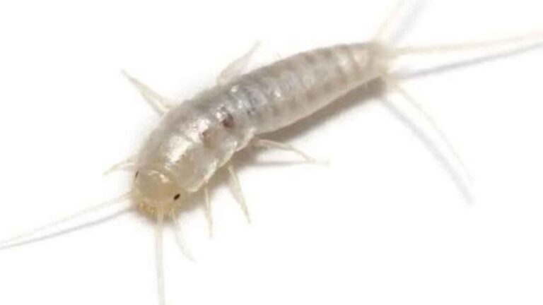 Pececillo de plata (Lepisma saccharinum) en casa, insecto asociado a humedad en baños y cocinas