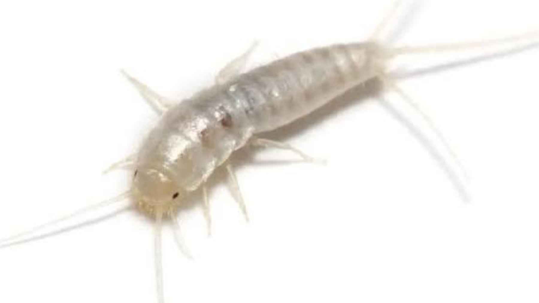 Pececillo de plata (Lepisma saccharinum) en casa, insecto asociado a humedad en baños y cocinas