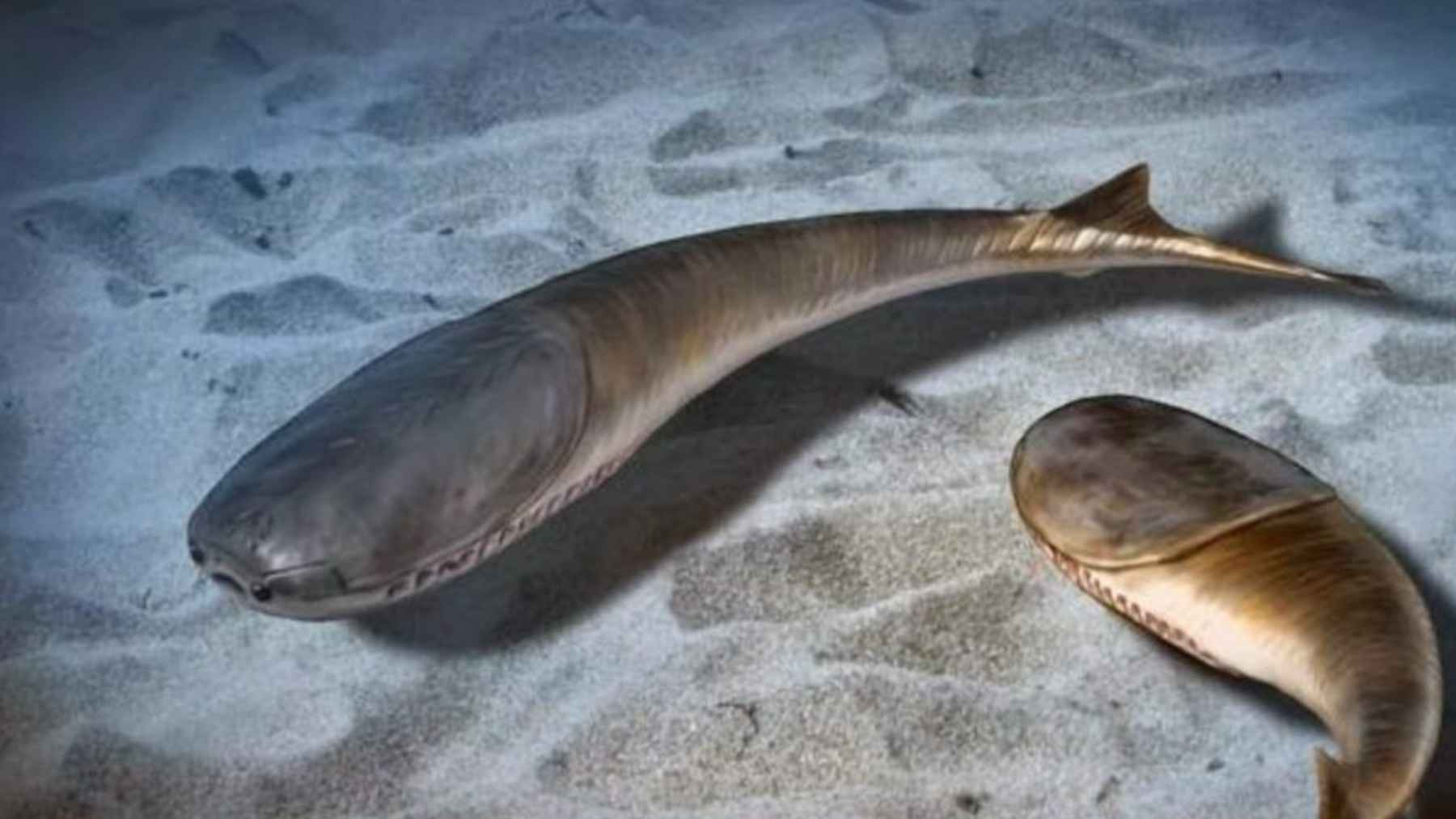 Reconstrucción de peces primitivos del Ordovícico ligados al auge de los gnatóstomos tras una extinción masiva