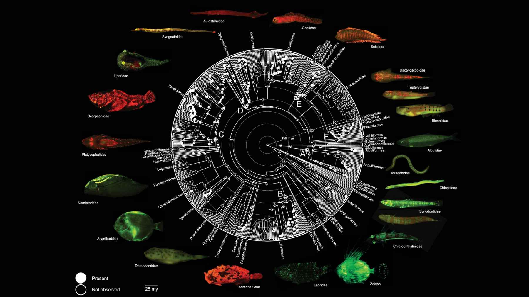 Árbol evolutivo de peces teleósteos con biofluorescencia y ejemplos de especies que emiten luz verde y roja