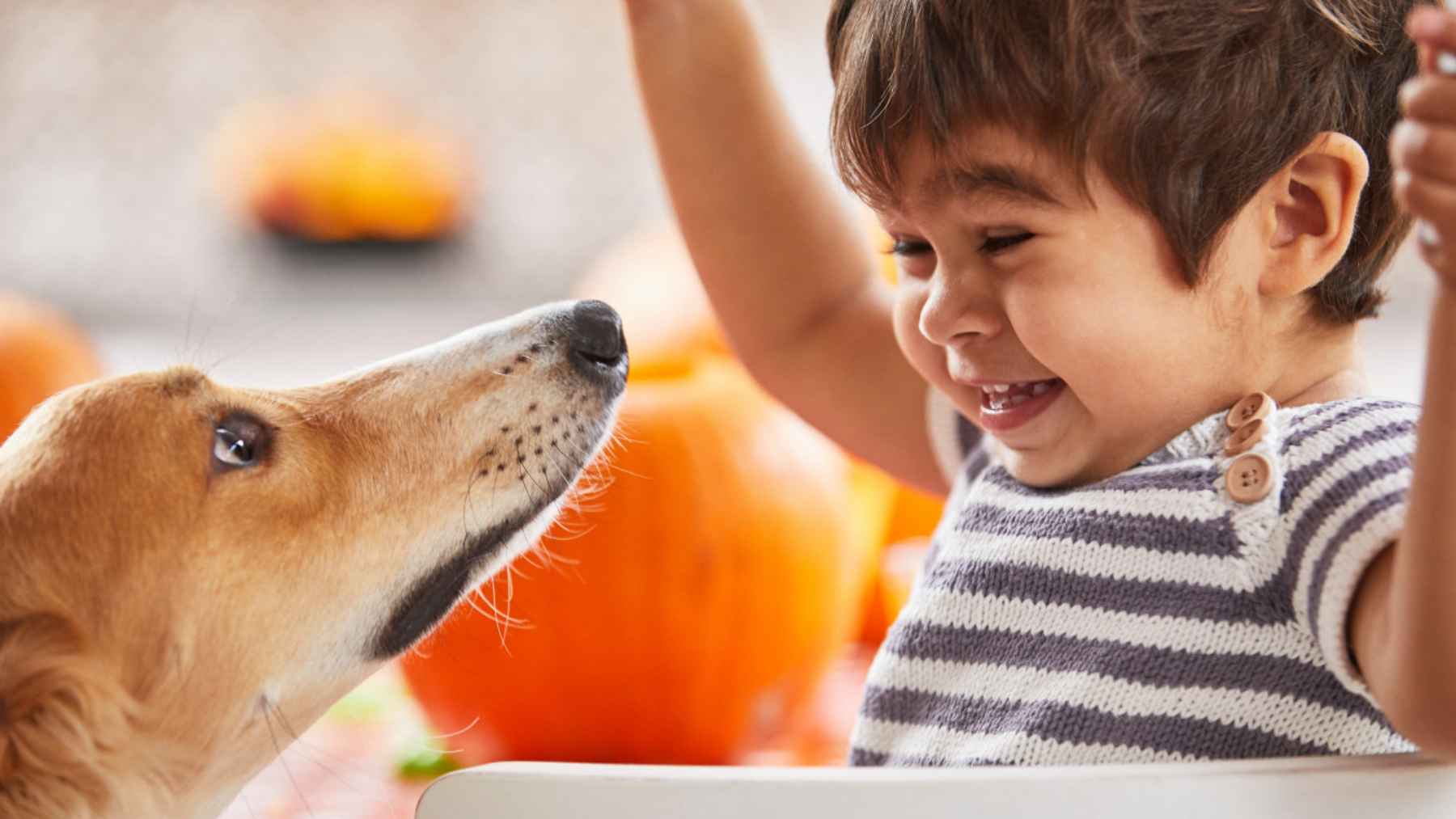 Niño sonriente frente a un perro en casa, una escena que ilustra cómo los canes pueden aprender palabras al escuchar conversaciones