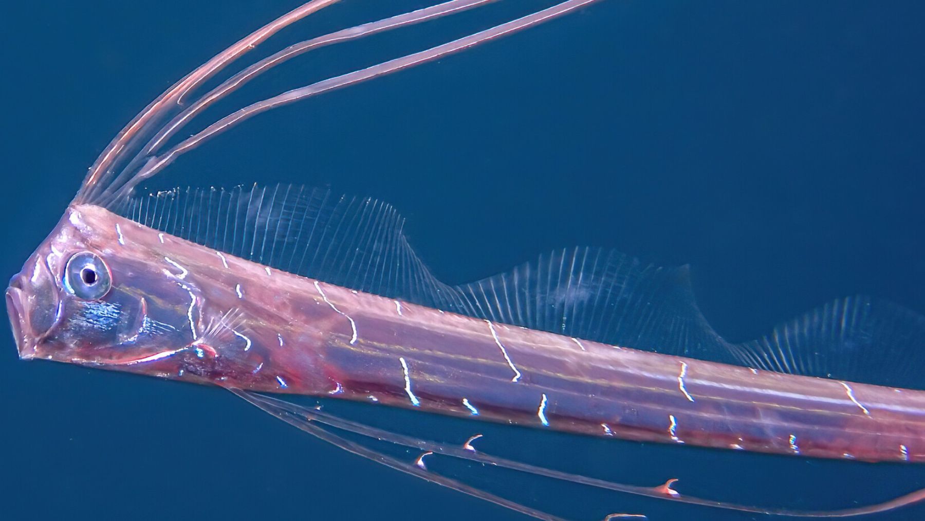 Pez remo Regalecus glesne nadando en aguas profundas con su característica aleta dorsal roja.