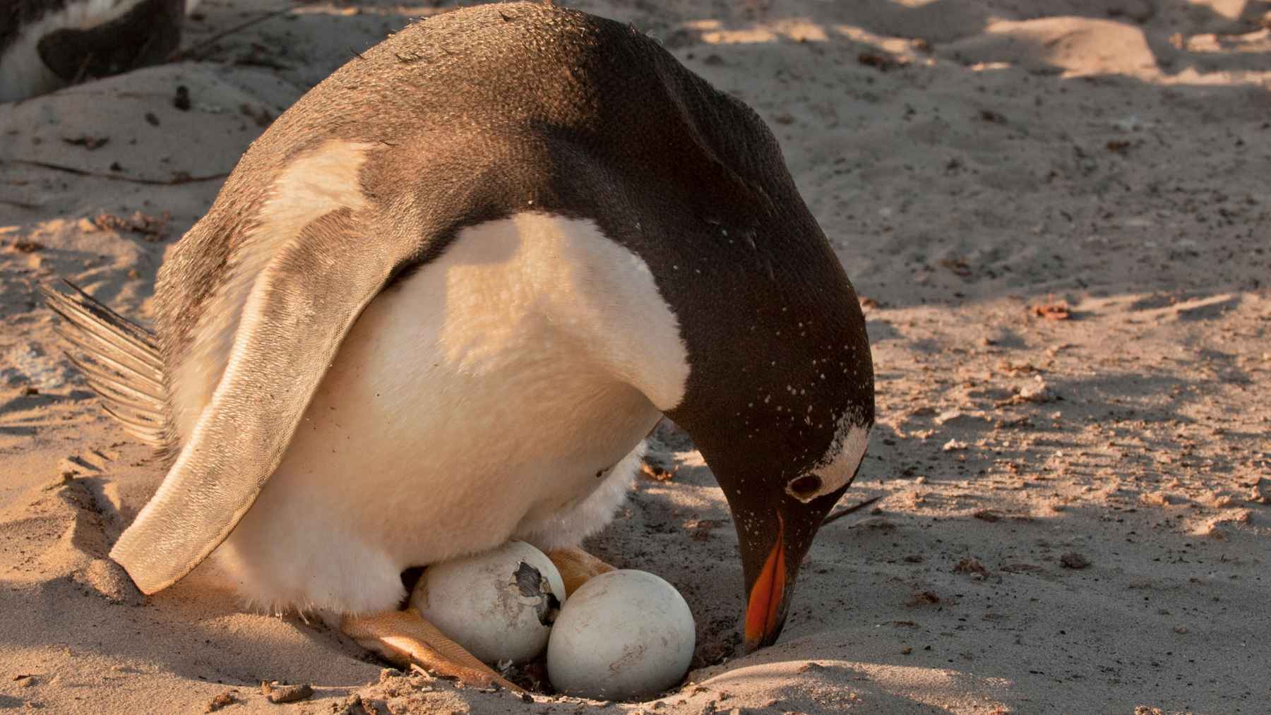 Pingüino papúa en la Antártida incubando sus huevos en la arena debido al adelanto de la temporada de cría por el cambio climático