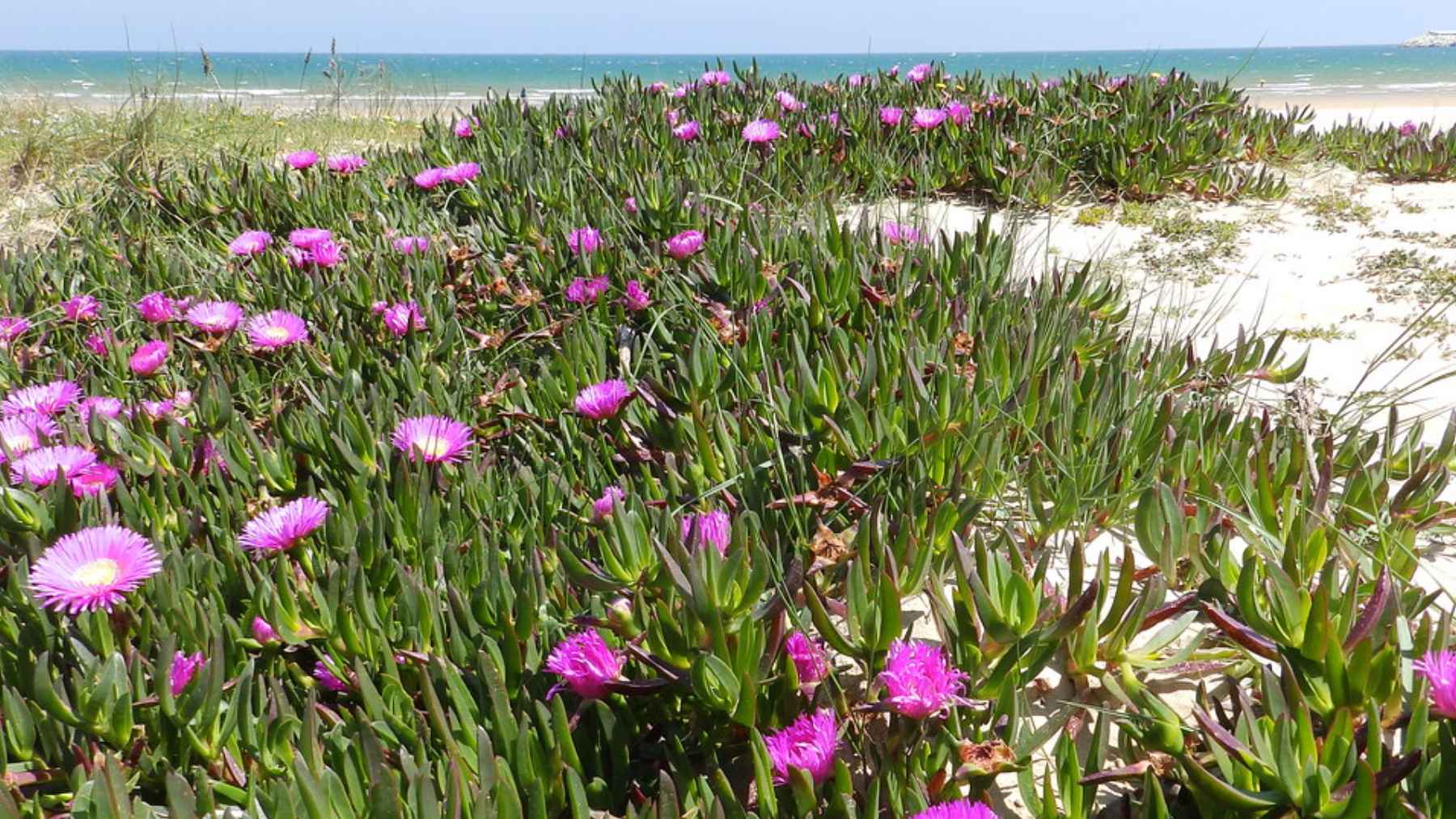 Planta de hielo (Carpobrotus) con flores fucsias invadiendo dunas costeras junto al mar