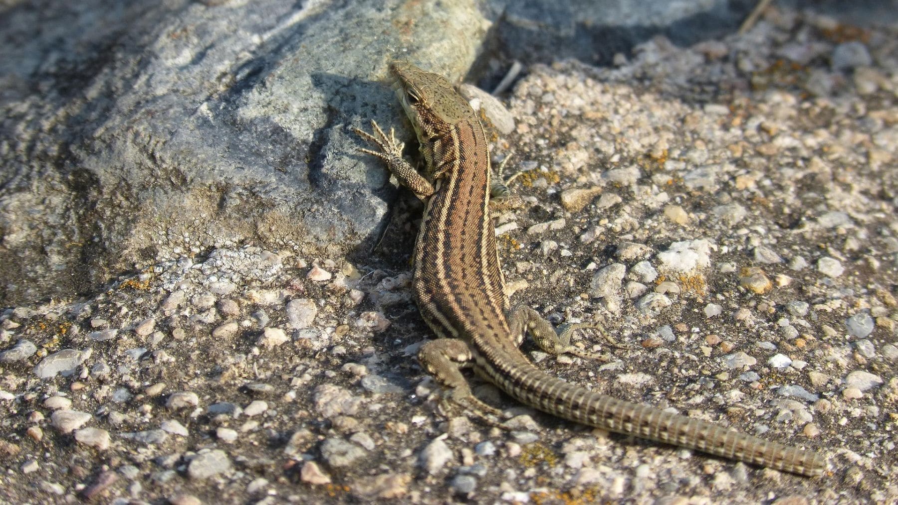 polimorfismo de color en lagartija común ‘Podarcis muralis’