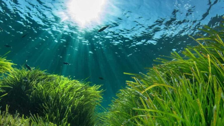 Posidonia oceánica de Ibiza protegida
