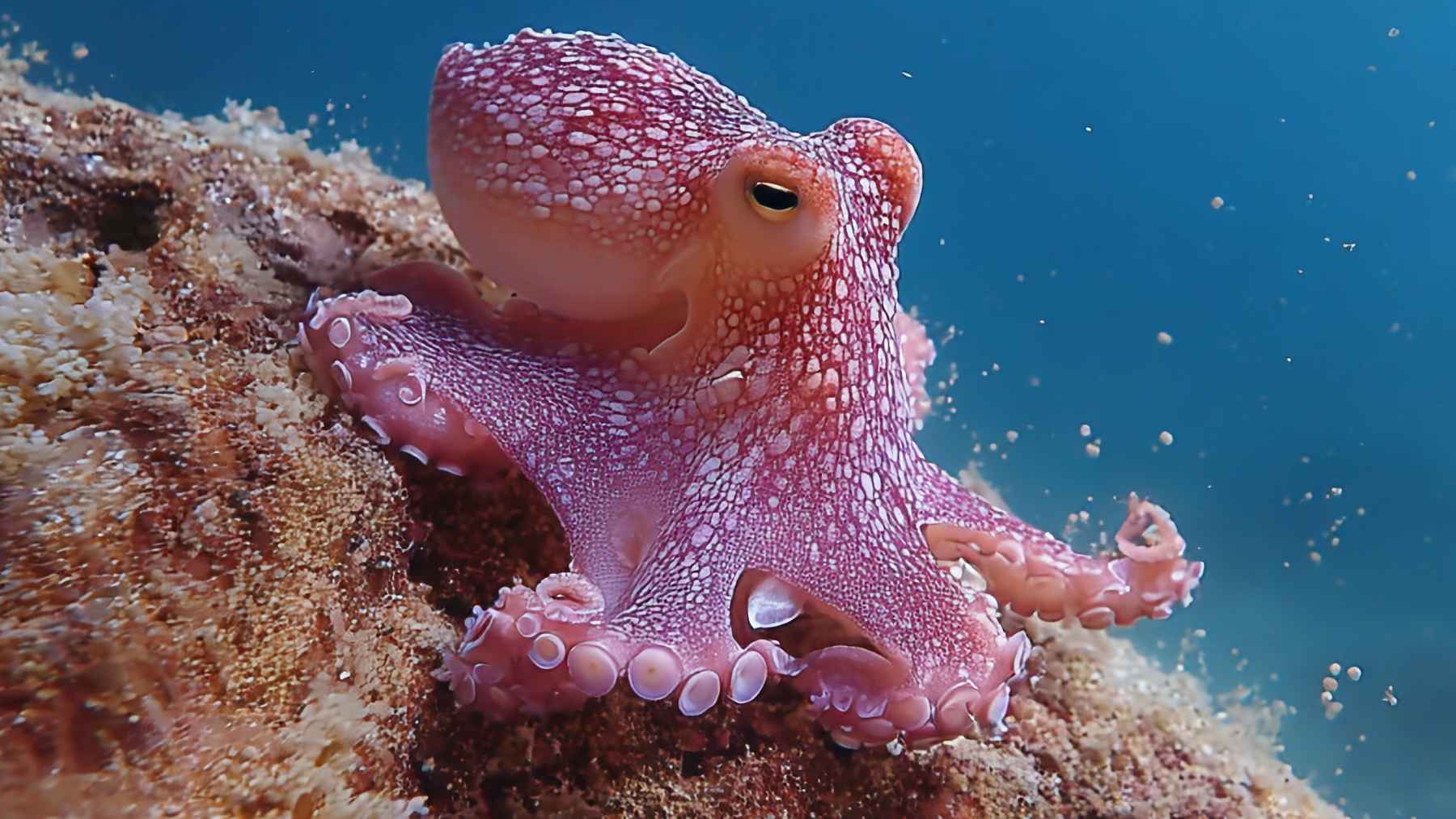 Pulpo sobre una roca con tentáculos y ventosas, ejemplo de control nervioso distribuido en sus brazos