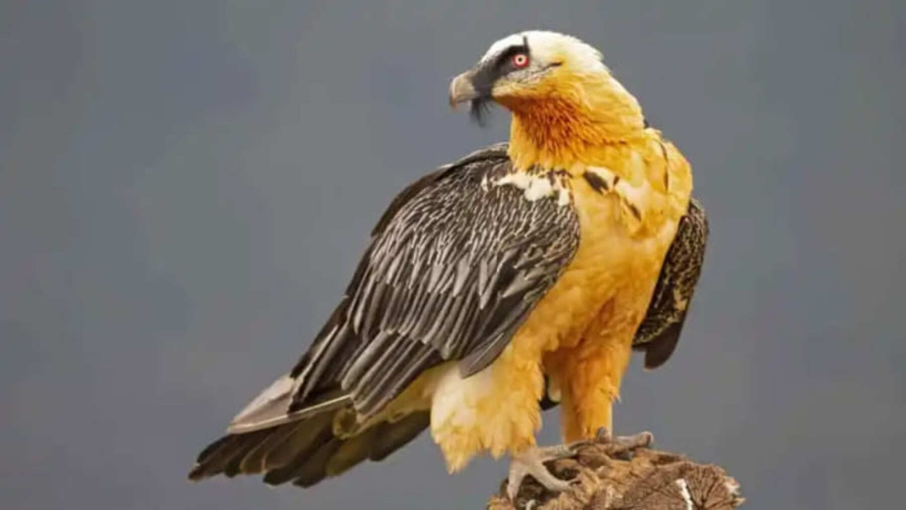 Quebrantahuesos envenenado localizado en una zona de alta montaña