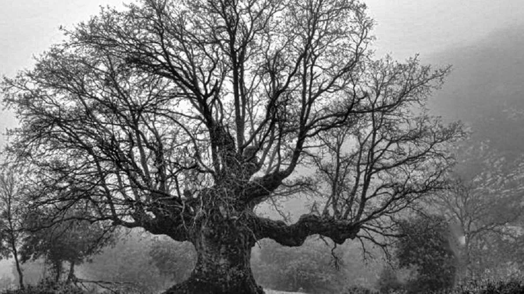 Árbol monumental sin hojas en la Sierra Sur de Jaén (blanco y negro)” Árbol monumental sin hojas en la Sierra Sur de Jaén (blanco y negro)