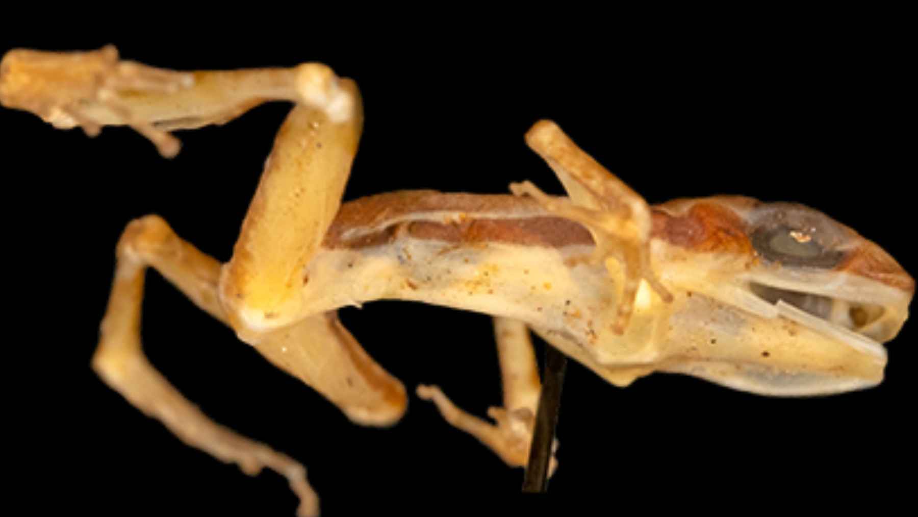 Rana cohete Dryadobates erythropus descubierta en Brasil a partir de un único ejemplar de museo