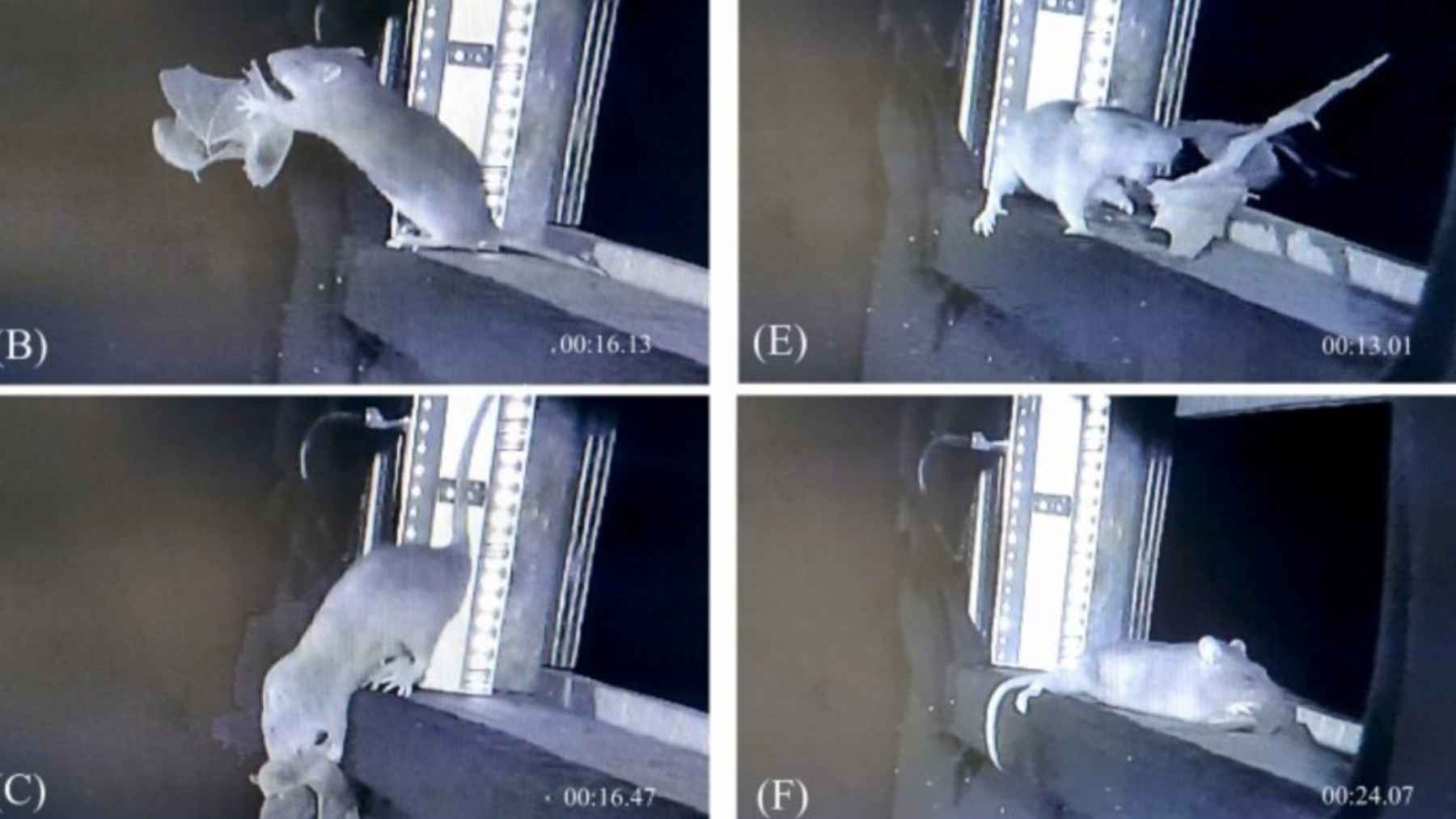 Secuencia infrarroja de una rata parda atrapando un murciélago en la entrada de una cueva en Alemania